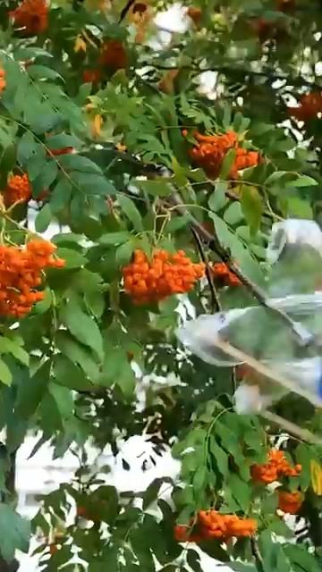 Simple But Effective Home Remedies _simple _effective _home _remedies(360P)_1