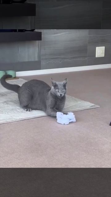 Кот на вайбкодинге