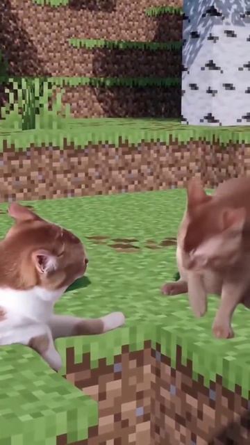 коты спидранят в майнкрафте