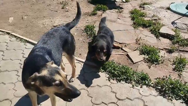 Сегодня мы со Степашкой были на улице, погода на удивление  хорошая , дождя вроде бы пока  не ожидае