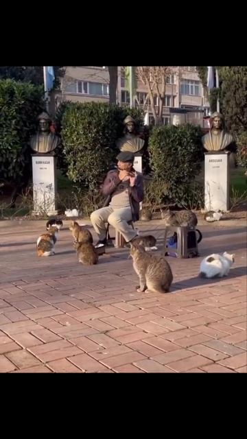 Вот такой концерт был для котиков в Турции