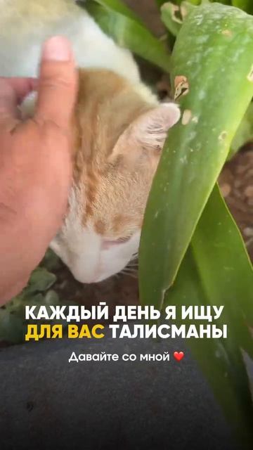 Каждый День Я Делаю Это Для Вас / Подробнее в Описании