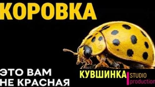 Жёлтая божья коровка которую все давят, а она спасает ваш огород
