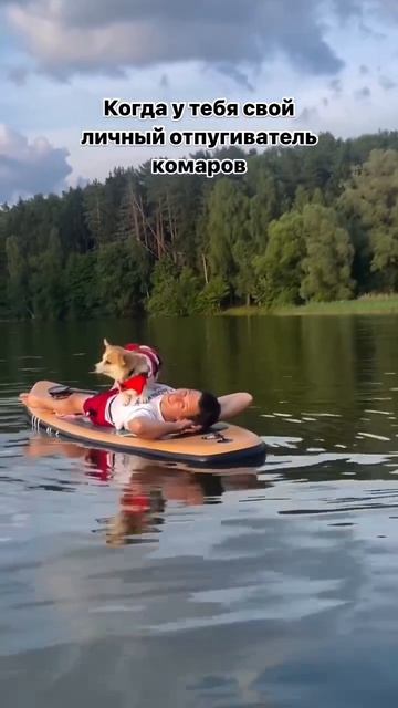 Видео от Департамент Кринжовых Видосов | ДКВ