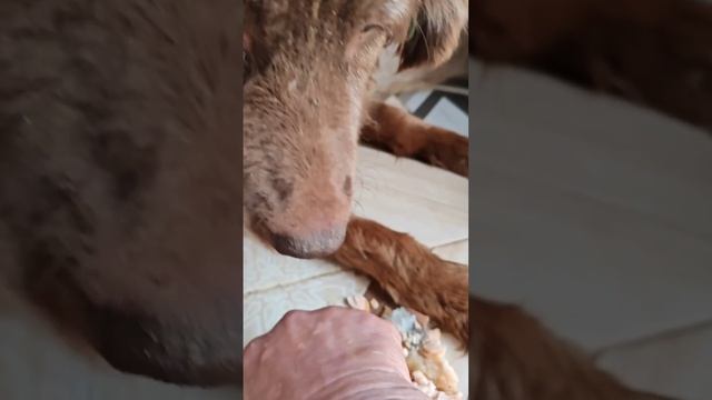 Завтрак Снежка и Шоколадки