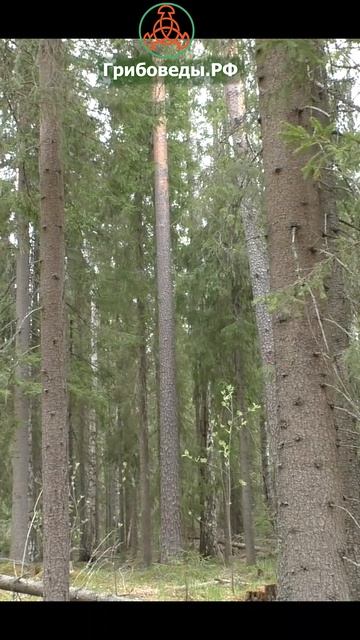 Ищите в канавах и бороздах!