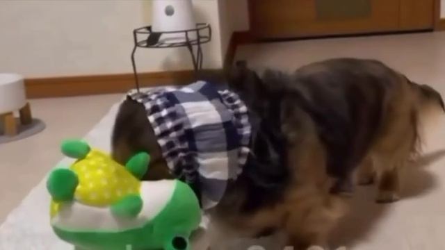 #видео #Милые #животные
