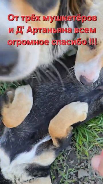 От трёх мушкетёров