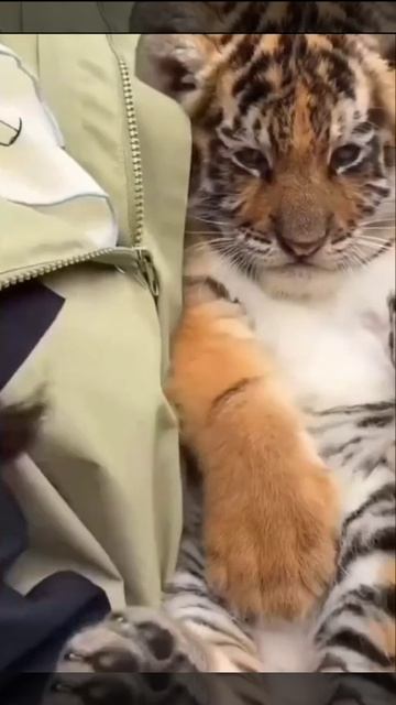 Это всего лишь котенок