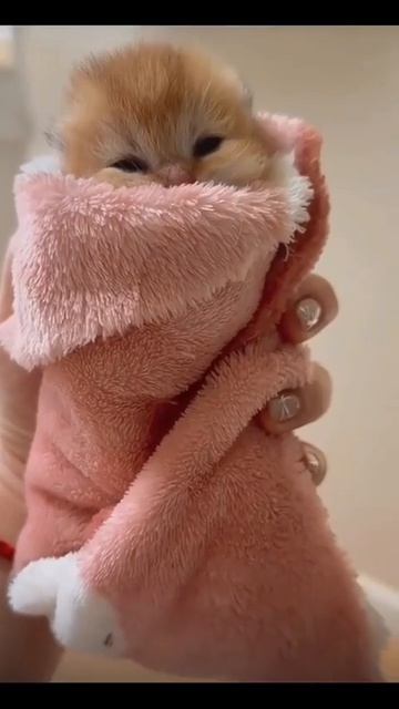 Клип @meowtaverse