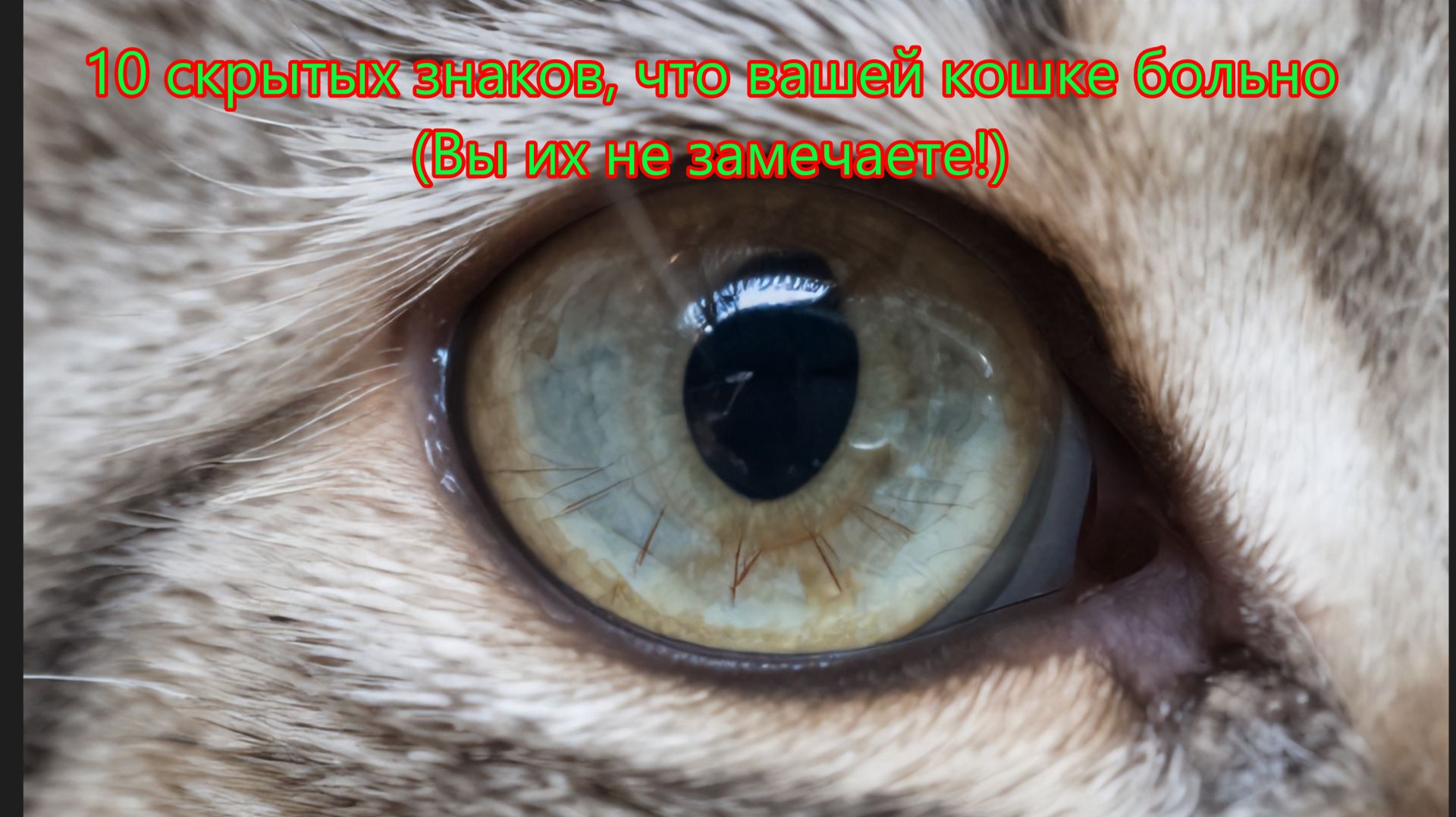 Почему кошка перестала мурлыкать? Опасные сигналы