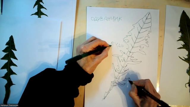 Рисуем двумя руками (листья одуванчиков)