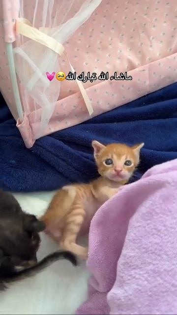 Клип @meowtaverse