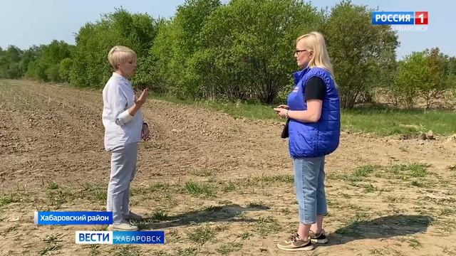 Хабаровские селекционеры экспериментируют с сортами зерна для создания местного хлеба