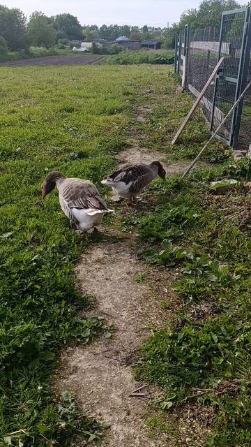 Деревенские хлопоты 🏠🌞 Гуси 🪿 куры 🐔🐓
