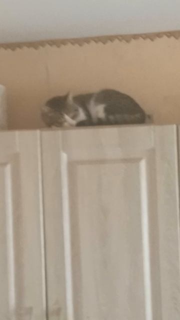 Мой Коты 😼 забежали На верх⬆️