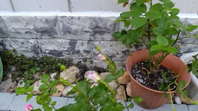 Пора собачкам ужинать