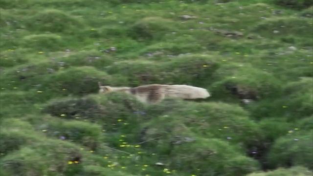 🦊Летняя погулка лисы в Синьцзяне