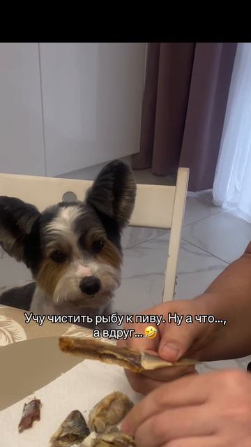 Внимательный пёс