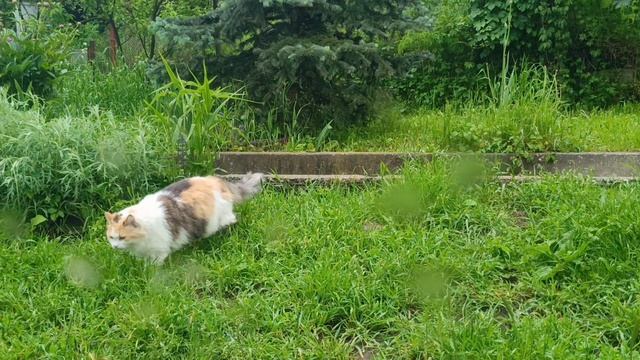 Пушистая красотка!🐈