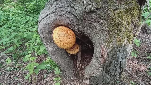 Первые грибы 3 июня.mp4