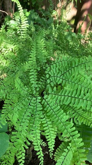 Папоротник Aдиантум стоповидный (Adiantum pedatum)