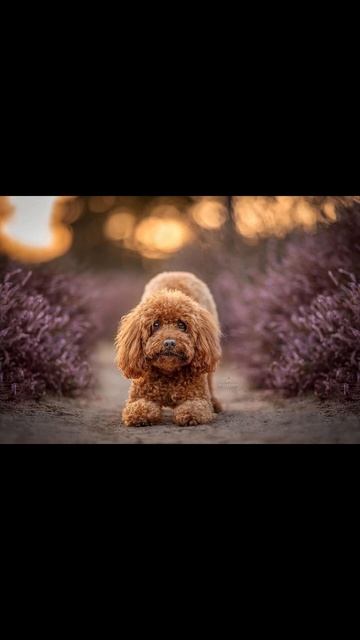 Чили 🥰😍🪽🪻❤️🔥🐩