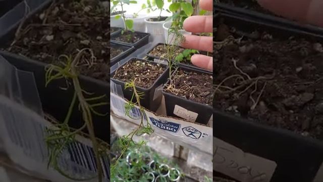 (архив4)куда столько садила?