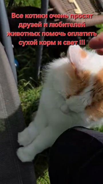 Все котики...
