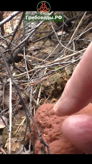 Дисцина щитовидная  (лат. Discina Ancilis, также Discina Perlata)