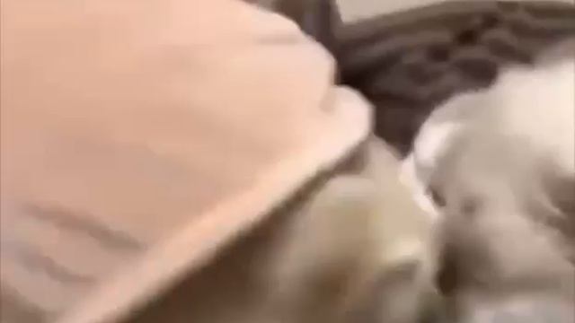 Салютный пук))
