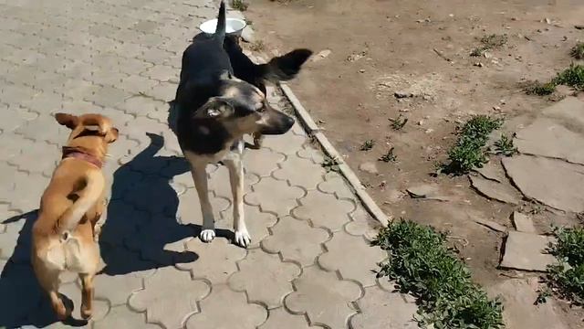 Сегодня мы со Степашкой были на улице, погода на удивление  хорошая , дождя вроде бы пока  не ожидае