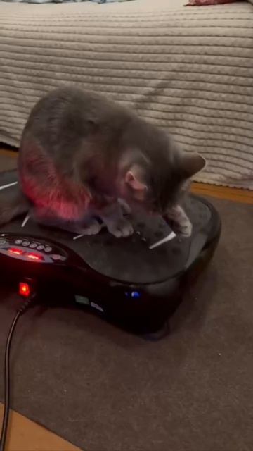 наша кошечка Нюша