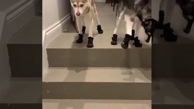 Грациозные собачки теперь 😆))