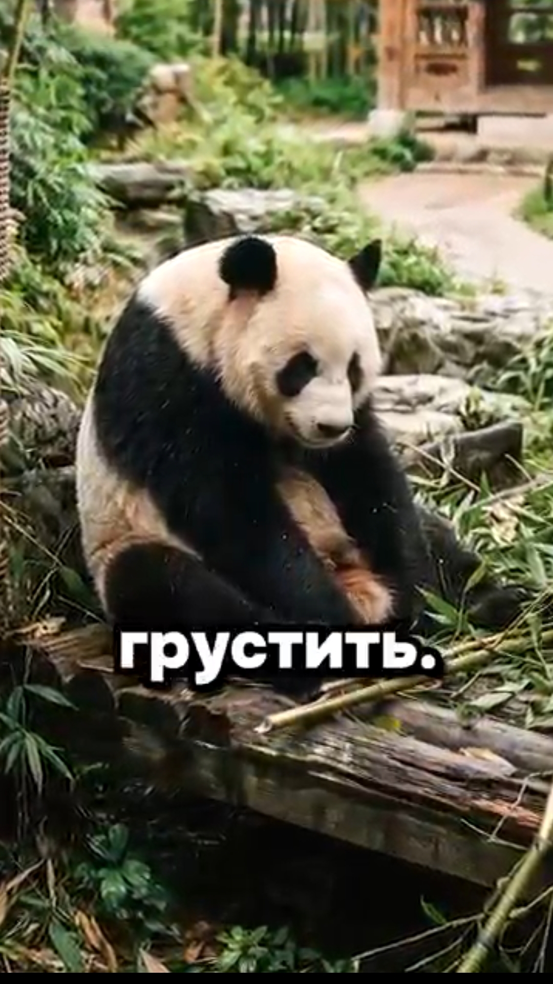 Пандачки грустят в зоопарке,но теперь у них есть разнообразие)☺️