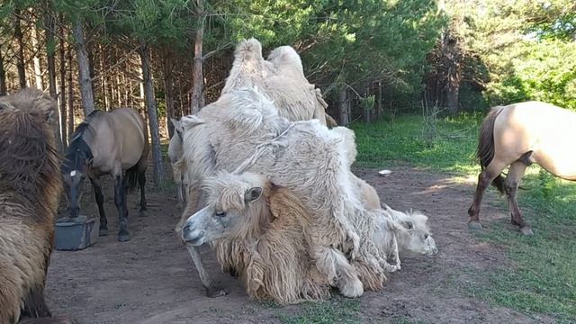 Верблюжьи будни) # верблюды #лошади #вятка #верблюжонок # Camel #horses