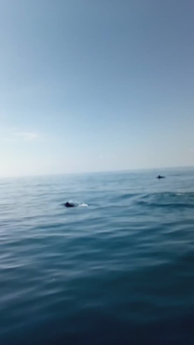 Дельфины 🐬🐬
