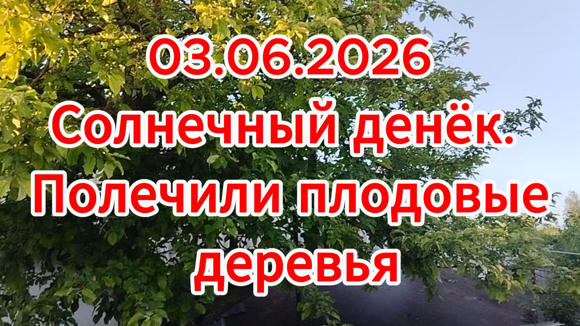03.06.2026 Солнечный денёк. Полечили плодовые деревья