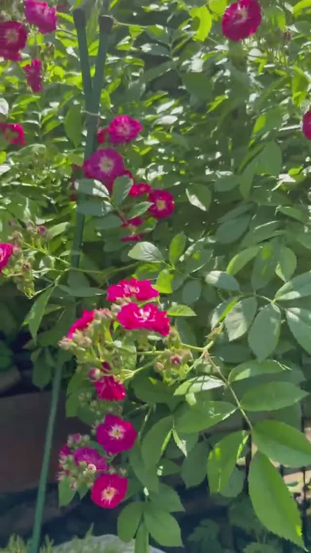 Перенниал Блю 🌺 в цветнике 🌺