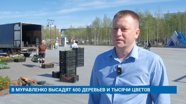 В МУРАВЛЕНКО ВЫСАДЯТ 600 ДЕРЕВЬЕВ И ТЫСЯЧИ ЦВЕТОВ