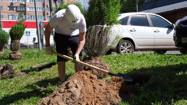 Десять молодых ивовых деревьев украсили собой одну из улиц микрорайона Инессы Арманд