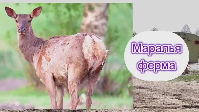 Маралья ферма