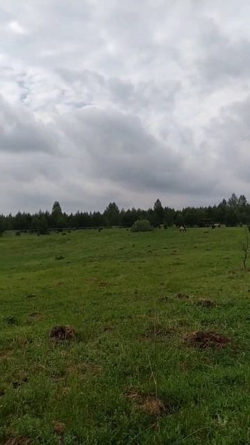 Утро после грозы #horse #лошади #camel #верблюды #красиво