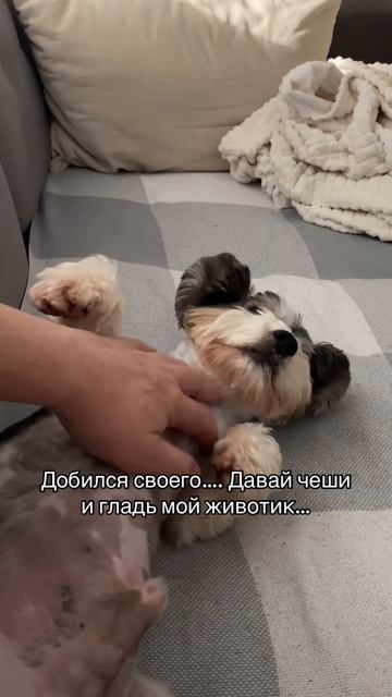 Как откажешь такой мордахе….