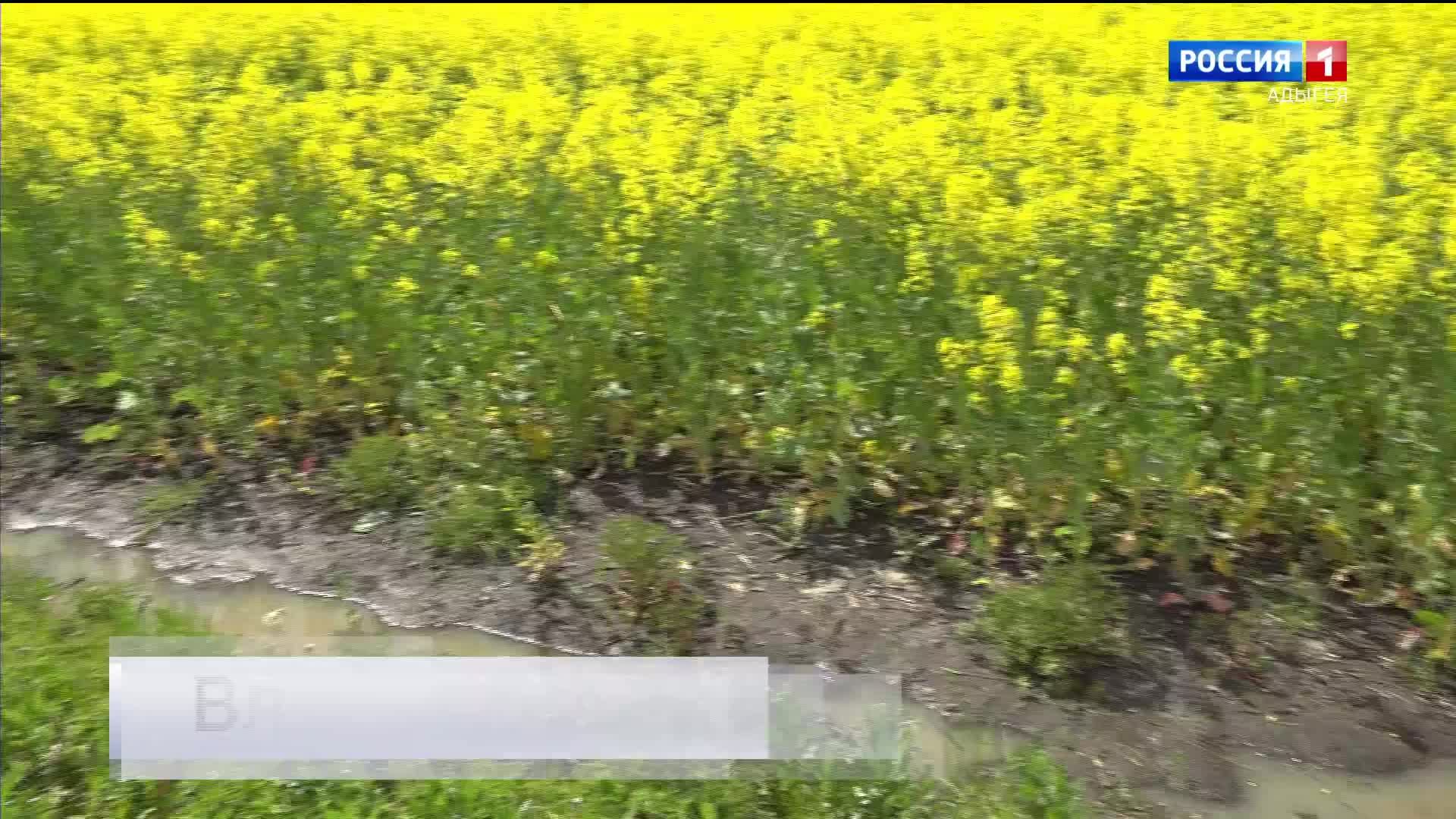11.30 – «Вести. Адыгея» от 04.06.2026г.