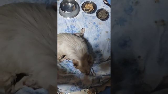 Снежок кушает стоя на всех лапках