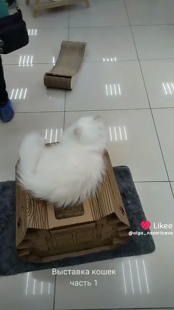 выставка кошек