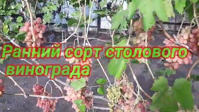 Сорт винограда 