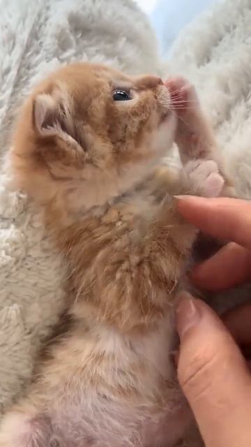 Клип @meowtaverse
