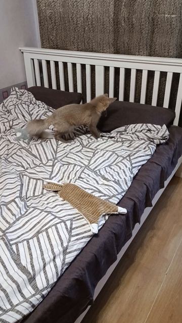 Кеша